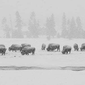 EPIC BISON FEEDING