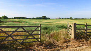 Image of green pastoral field