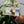 Load image into Gallery viewer, A hand holding EPIC's Grassfed Venison Sea Salt Pepper Bar close up to the camera.