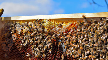 PASTURE POLLINATORS, SUPERORGANISMS, AND WHY BEES HOLD THE KEY TO OUR FUTURE
