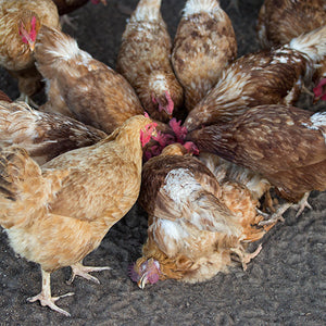 What Are Vegetarian-Fed Chickens?