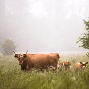 MYTH BUSTER: COW FARTS CAUSE CLIMATE CHANGE