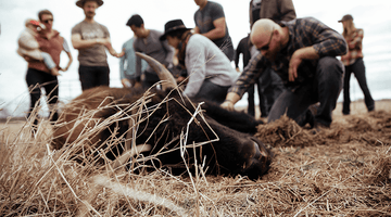 Reflections from the First Bison Harvest at Roam Ranch