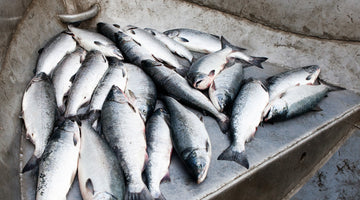 Sockeye Salmon Shortage