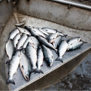 Sockeye Salmon Shortage