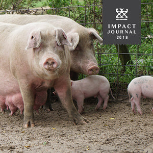 Two full-grown pig and their piglets standing in mud. 