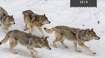 A pack of wolves walking through a snowy forest.