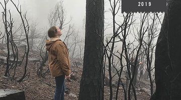 A woman stands in a foggy and burnt forrest. She is looking up at a large tree that was damaged by a wildfire.