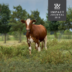 a beef cattle stands in a pasture with trees and a bright blue sky in the background. 