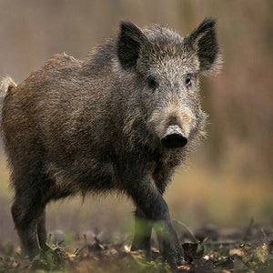 HUNT TO HARVEST: WILD BOAR PT. 1